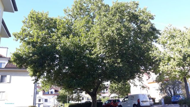 Platane_Einzeln