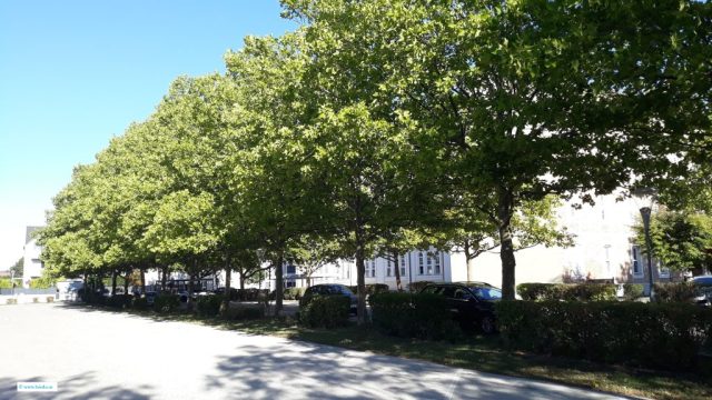 Platane_Gruppe