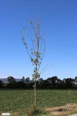 west_1_1